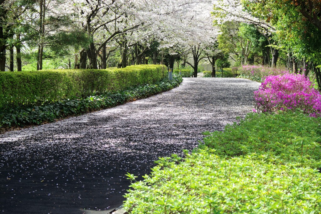 散りゆく桜…