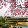 2022...日本庭園の春