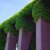 生い茂る蔦