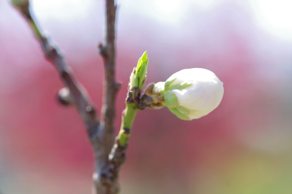 蕾