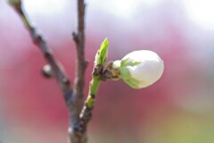 蕾