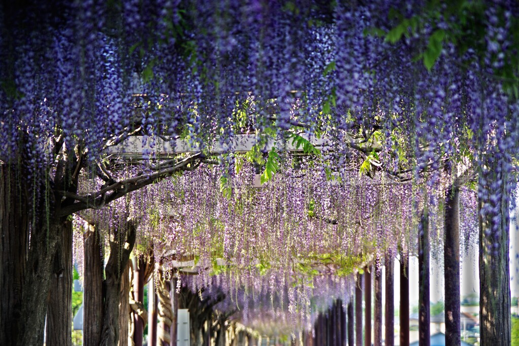春色を楽しむ-6