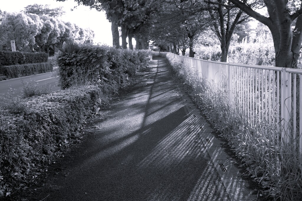 Light and shadow-902