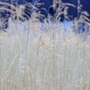 浅春の風になびく…