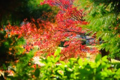 紅を覗いてみた 紅を覗いてみた