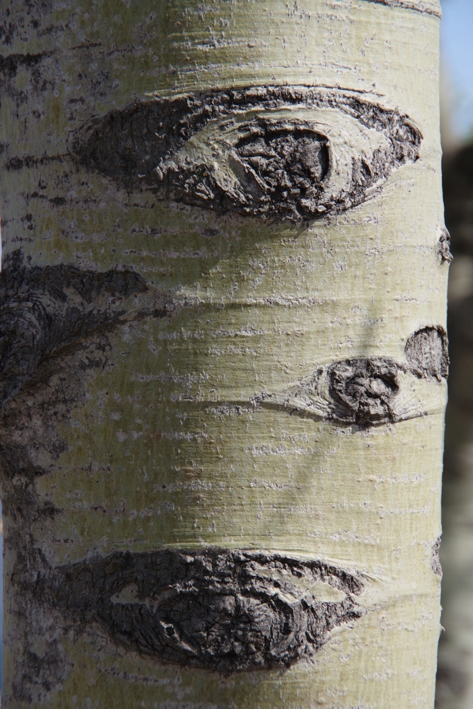 何に見える？-1