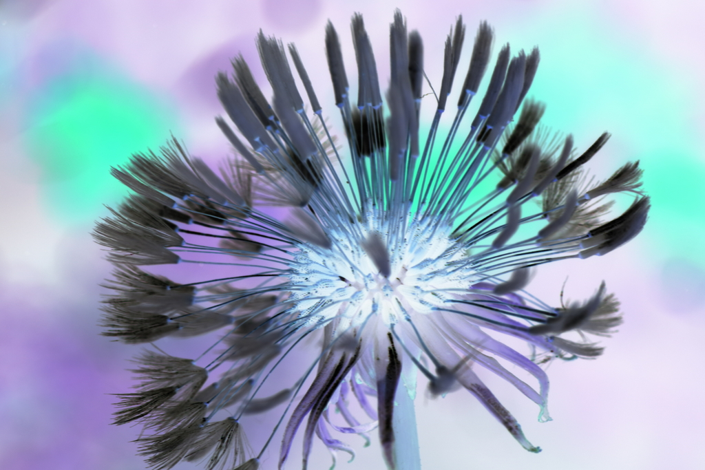 dandelion-2