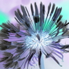 dandelion-2