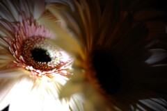 eye-14