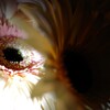 eye-14