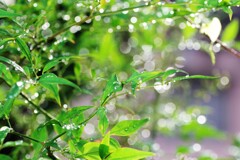 雨上がりの葉っぱ-2