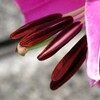 花の中-2