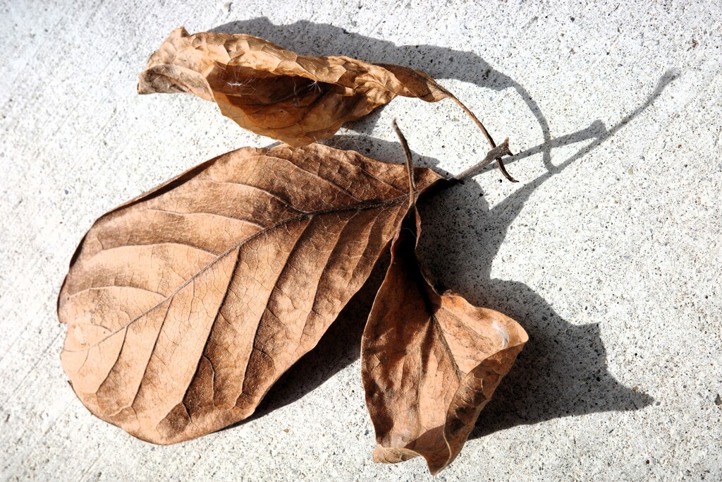 Light and shadow-831