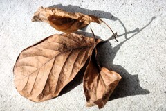 Light and shadow-831