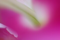 花心