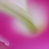 花心