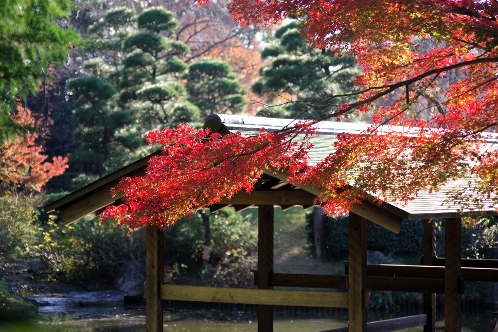 庭園の紅葉 -2025