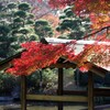庭園の紅葉 -1 2025