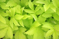 green-3