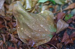 雨上がりのすいてき-4