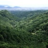 曇天の森林