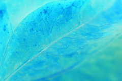 枯れても...美しい-2 rverse