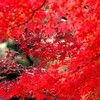 庭園の紅を楽しむ