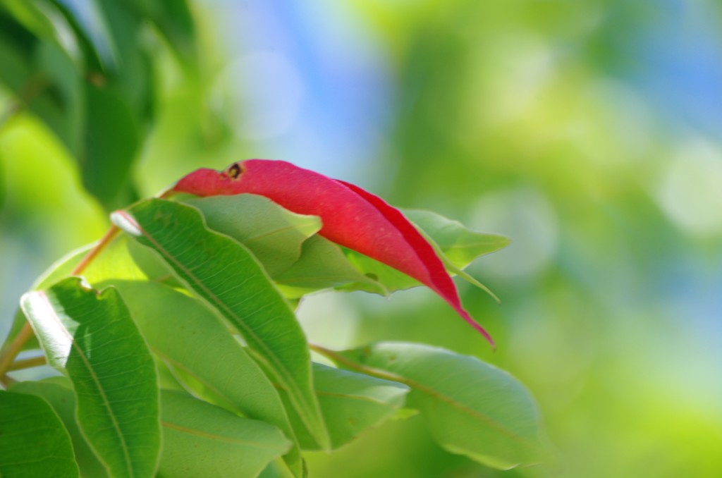 紅一点