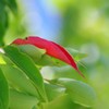 紅一点