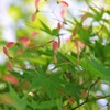 春風に舞う