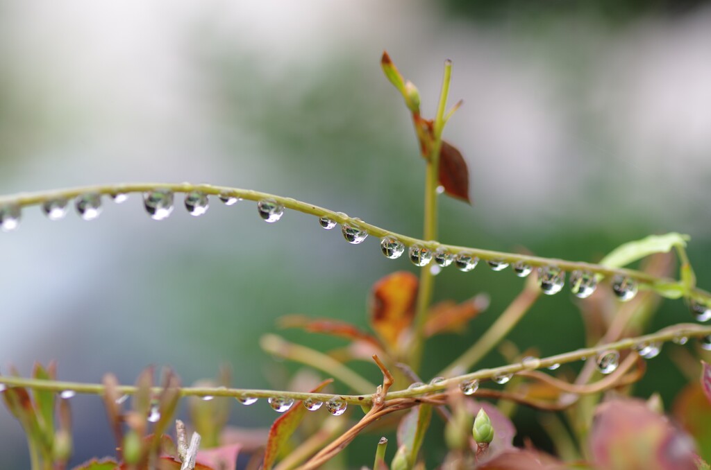雨上がりのすいてき-1