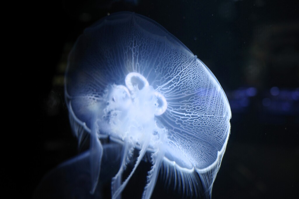 jellyfish-2