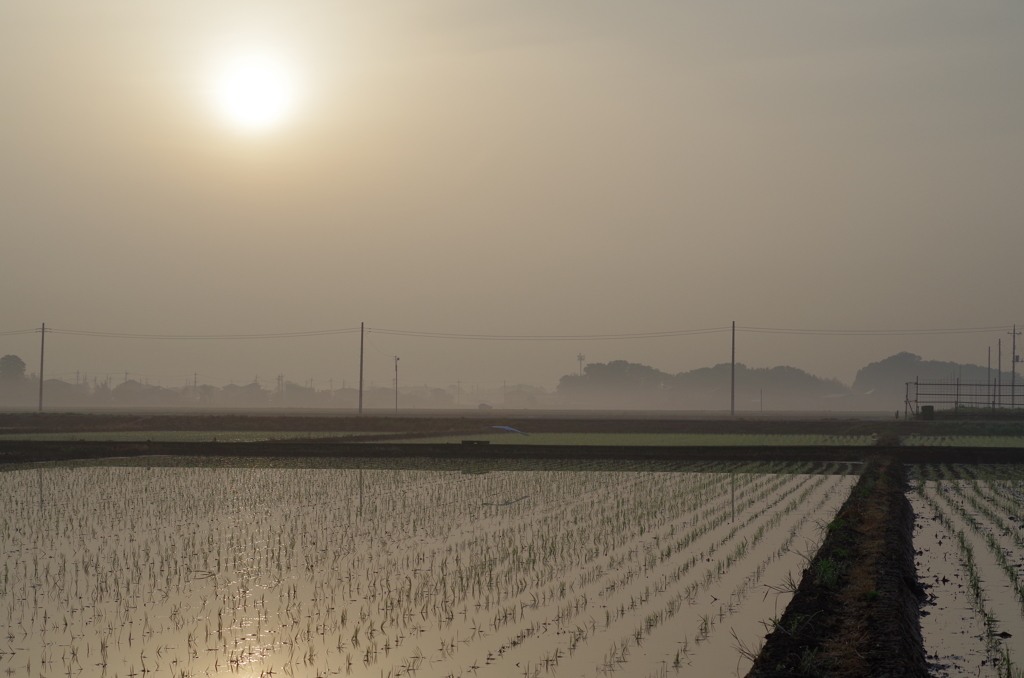 田園の朝靄