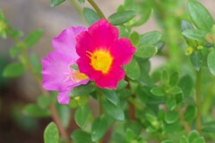the pink