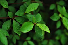 雨上がりの新緑