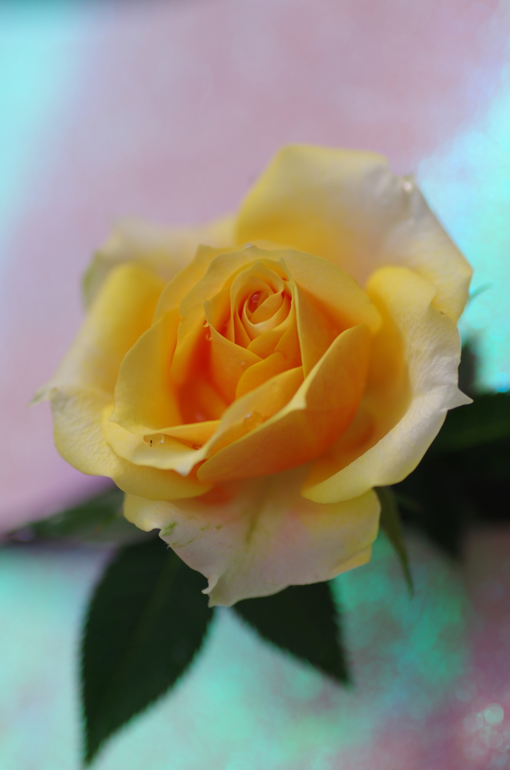 花言葉...薄れゆく愛