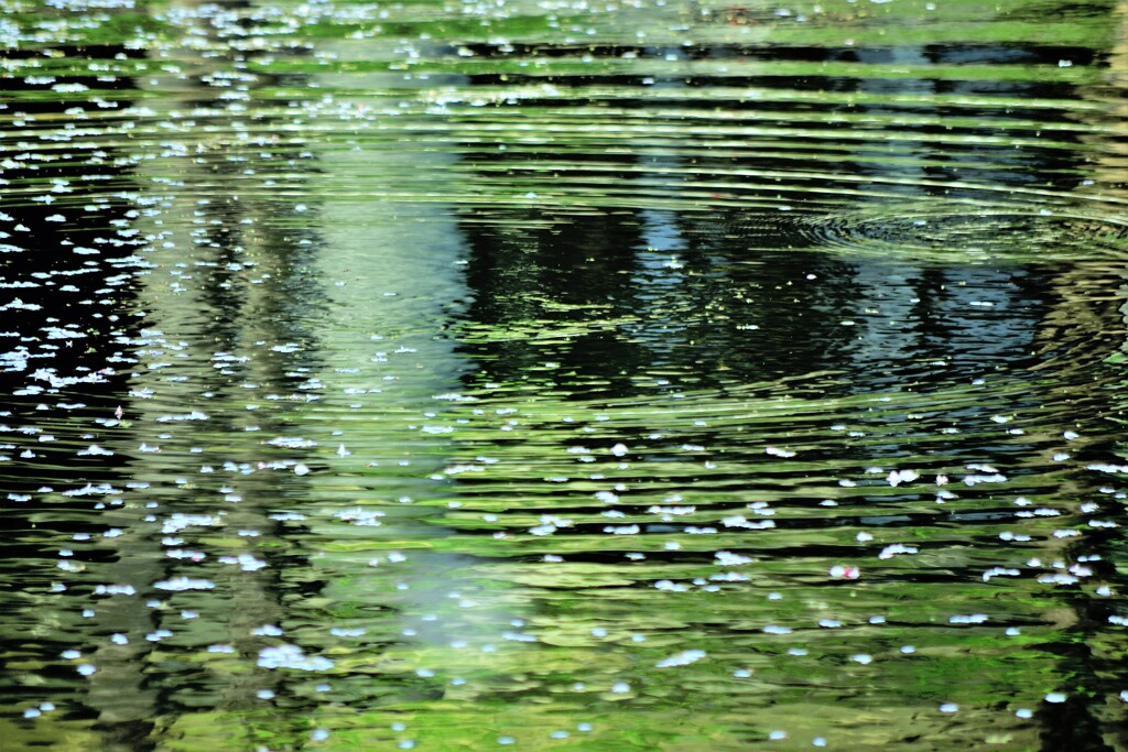 春の池面-2...
