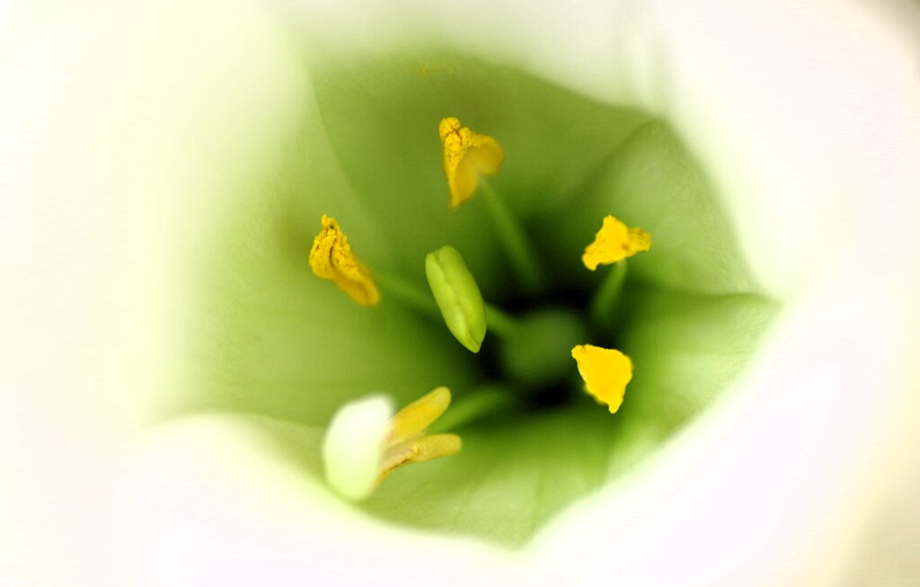 花芯