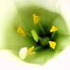 花芯