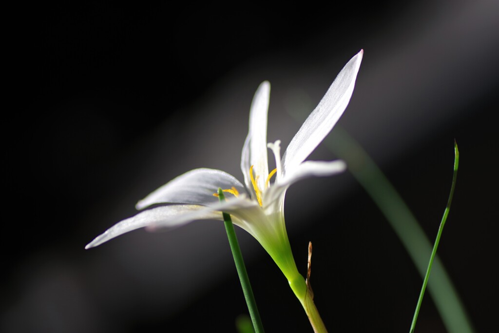 花言葉...純白の愛（二年後も）