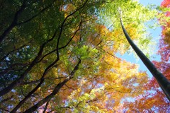 庭園の紅葉-4 2025