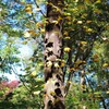 秋晴れに映える紅葉-2