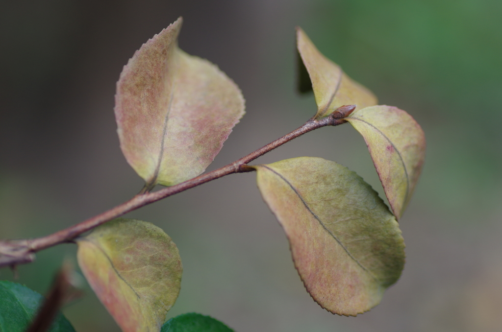 茶紅葉