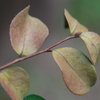 茶紅葉