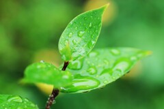 雨上がりの葉っぱ-1