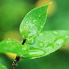 雨上がりの葉っぱ-1