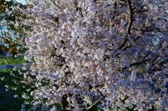 西日に照らされて..散りゆく桜