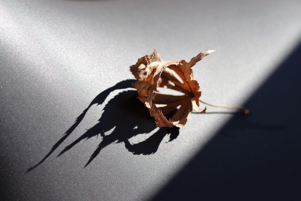 Light and shadow-452