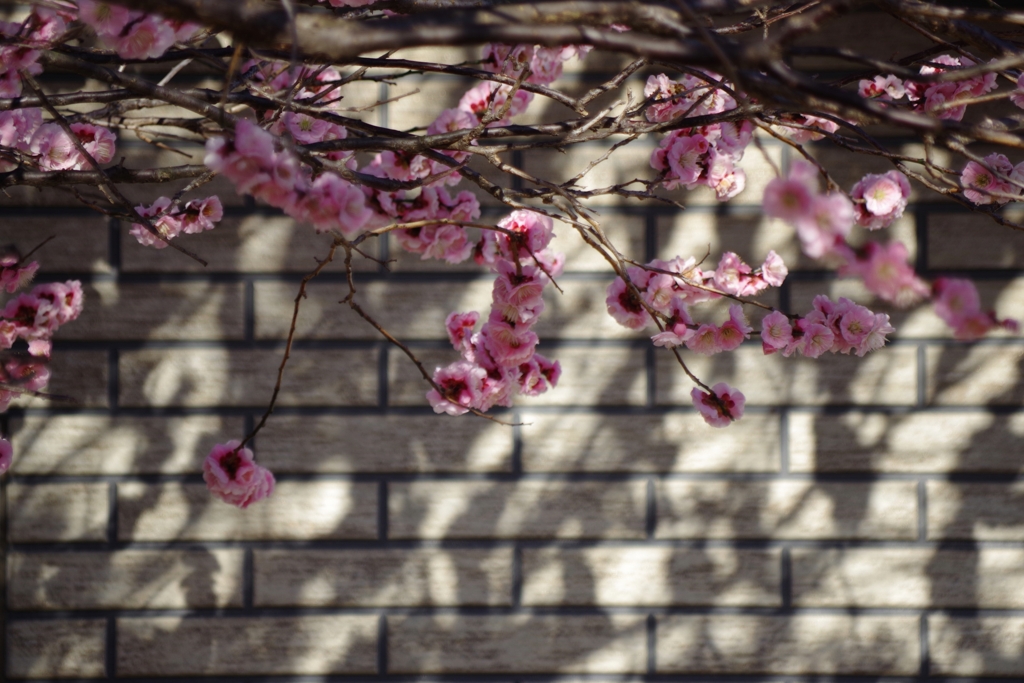 Light and shadow-622
