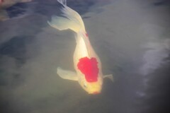 魚影-1